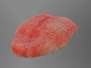 teeth Model 3D