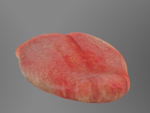 teeth Model 3D