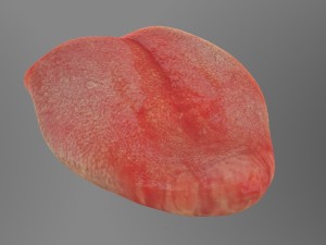 teeth Model 3D