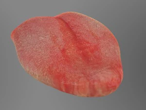 teeth 3D Model