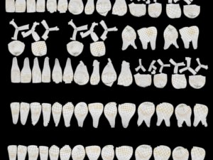 teeth Model 3D