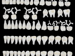 teeth 3D Model