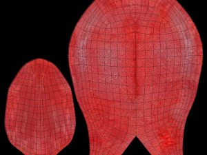teeth 3D Model