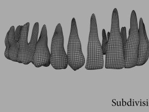 teeth Model 3D