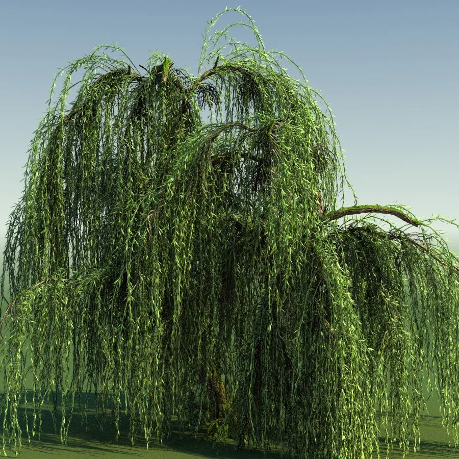 weeping willow tree 01 3D Model .c4d .max .obj .3ds .fbx .stl .blend 