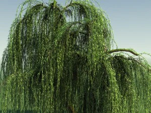 रोता हुआ विलो पेड़ 01 3D मॉडल