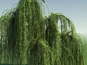 weeping willow tree 01 3D Model