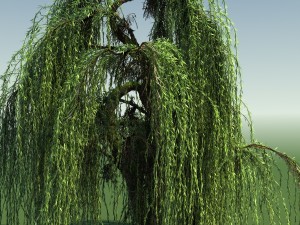 weeping willow tree 01 3D Modell