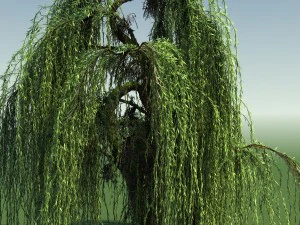 weeping willow tree 01 3D Model