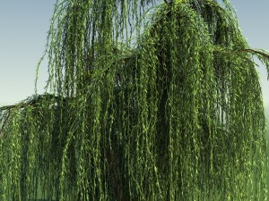 weeping willow tree 01 3D Modell