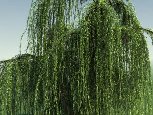 weeping willow tree 01 3D Model