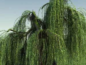 weeping willow tree 01 3D Model