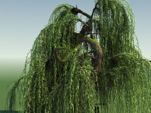weeping willow tree 01 3D Modell