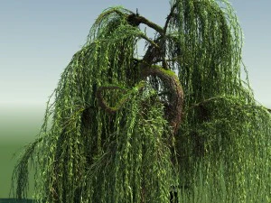 weeping willow tree 01 3D Model