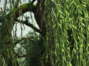 weeping willow tree 01 3D Modell