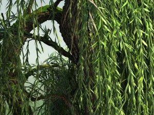 weeping willow tree 01 3D Model