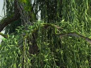 weeping willow tree 01 3D Model