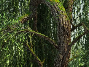weeping willow tree 01 3D Modell