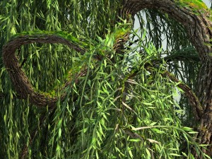 weeping willow tree 01 3D Modell