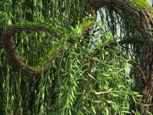 weeping willow tree 01 3D Model