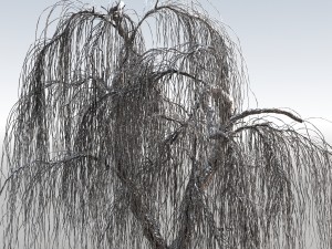 weeping willow tree 01 3D Modell