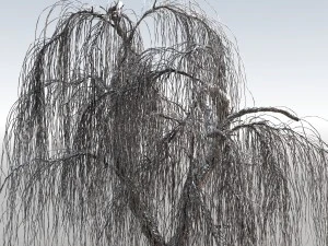 weeping willow tree 01 3D Model