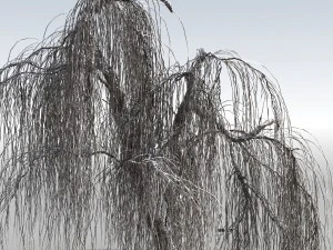 weeping willow tree 01 3D Model
