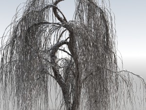 weeping willow tree 01 3D Modell