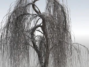 weeping willow tree 01 3D Model