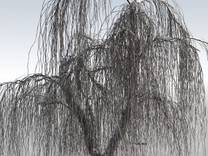 weeping willow tree 01 3D Modell