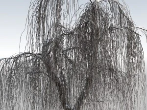 weeping willow tree 01 3D Model