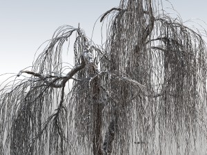 weeping willow tree 01 3D Modell