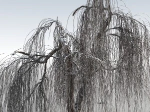 weeping willow tree 01 3D Model