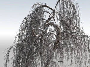 weeping willow tree 01 3D Model