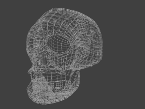 skull 3D Model