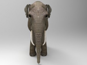 asia elephant 3D 모델