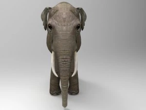 asia elephant 3D Model