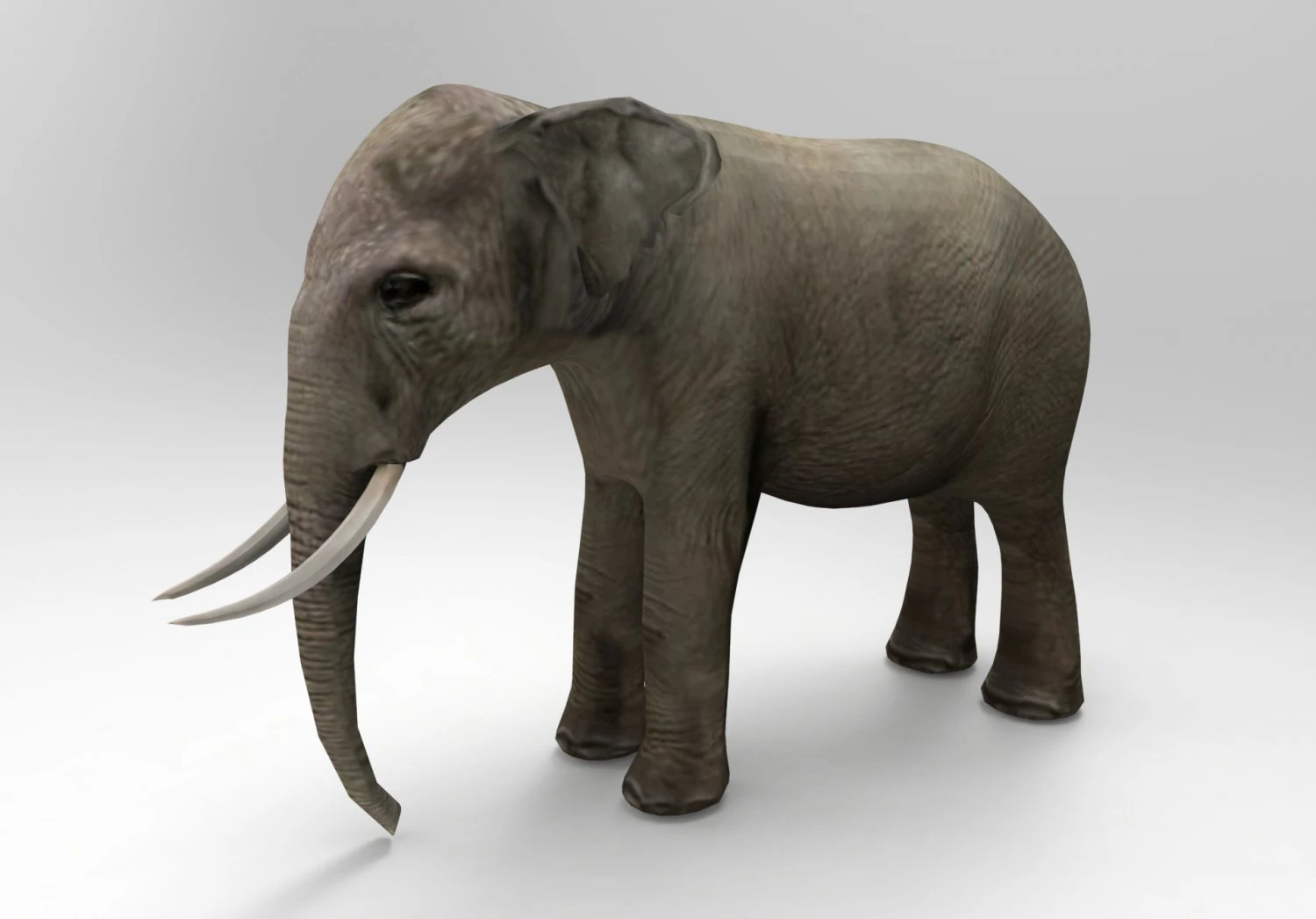 asia elephant 3D Model .c4d .max .obj .3ds .fbx .stl .blend