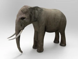 एशिया हाथी 3D मॉडल