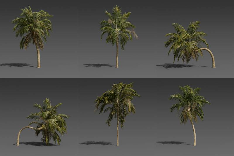Stylized Palm Tree Pack 6 Unique Models 3D Model .c4d .max .obj .3ds .fbx .stl .blend 