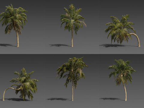 Stylized Palm Tree Pack 6 Unique Models 3D Model