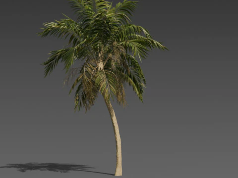 Stylized Palm Tree Pack 6 Unique Models 3D Model