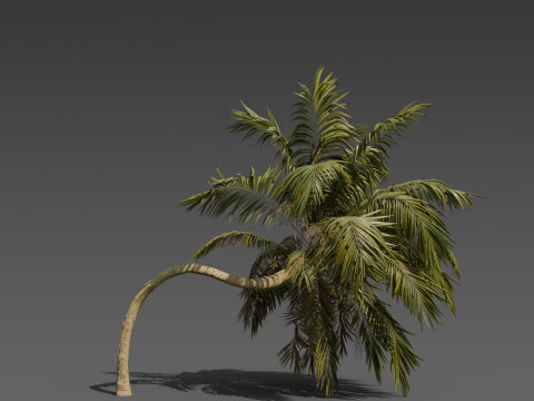 Stylized Palm Tree Pack 6 Unique Models 3D Model