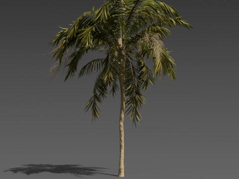 Stylized Palm Tree Pack 6 Unique Models 3D Model