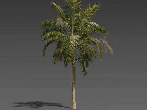 Stylized Palm Tree Pack 6 Unique Models 3D Model