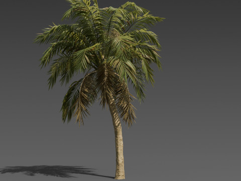 Stylized Palm Tree Pack 6 Unique Models 3D Model