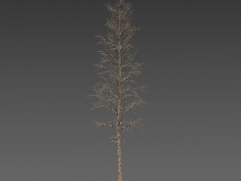 Dead Pine Tree Pack Model 3D