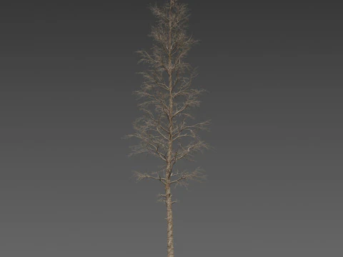 Dead Pine Tree Pack 3D Model