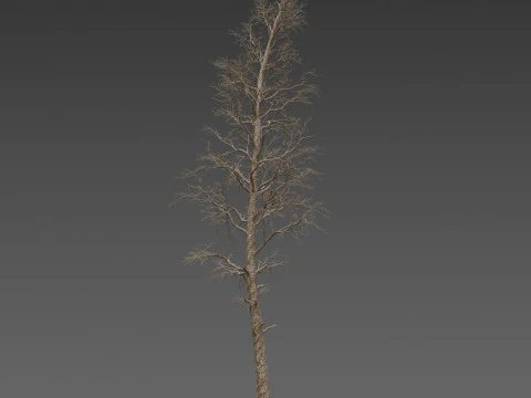 Dead Pine Tree Pack 3D Model
