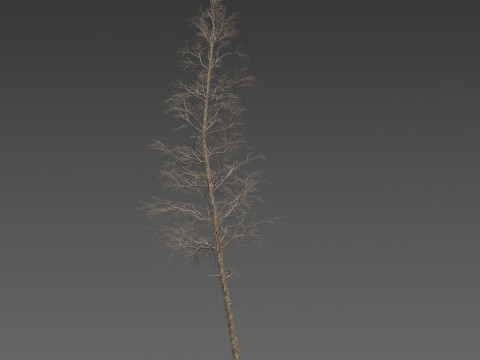 Dead Pine Tree Pack Model 3D